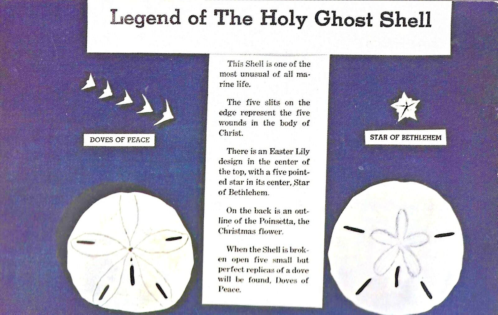 VTG Postcard Legend Of The Holy Ghost Shell Mellita Testudinata Marine Life