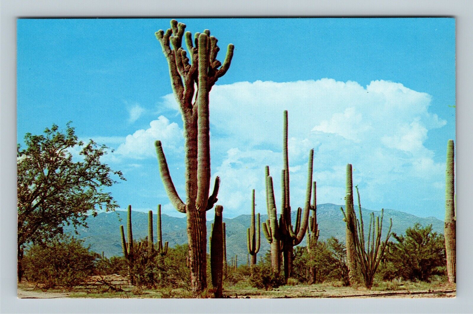 Desert Giant Saquaro Cactus, Desert Vintage Postcard