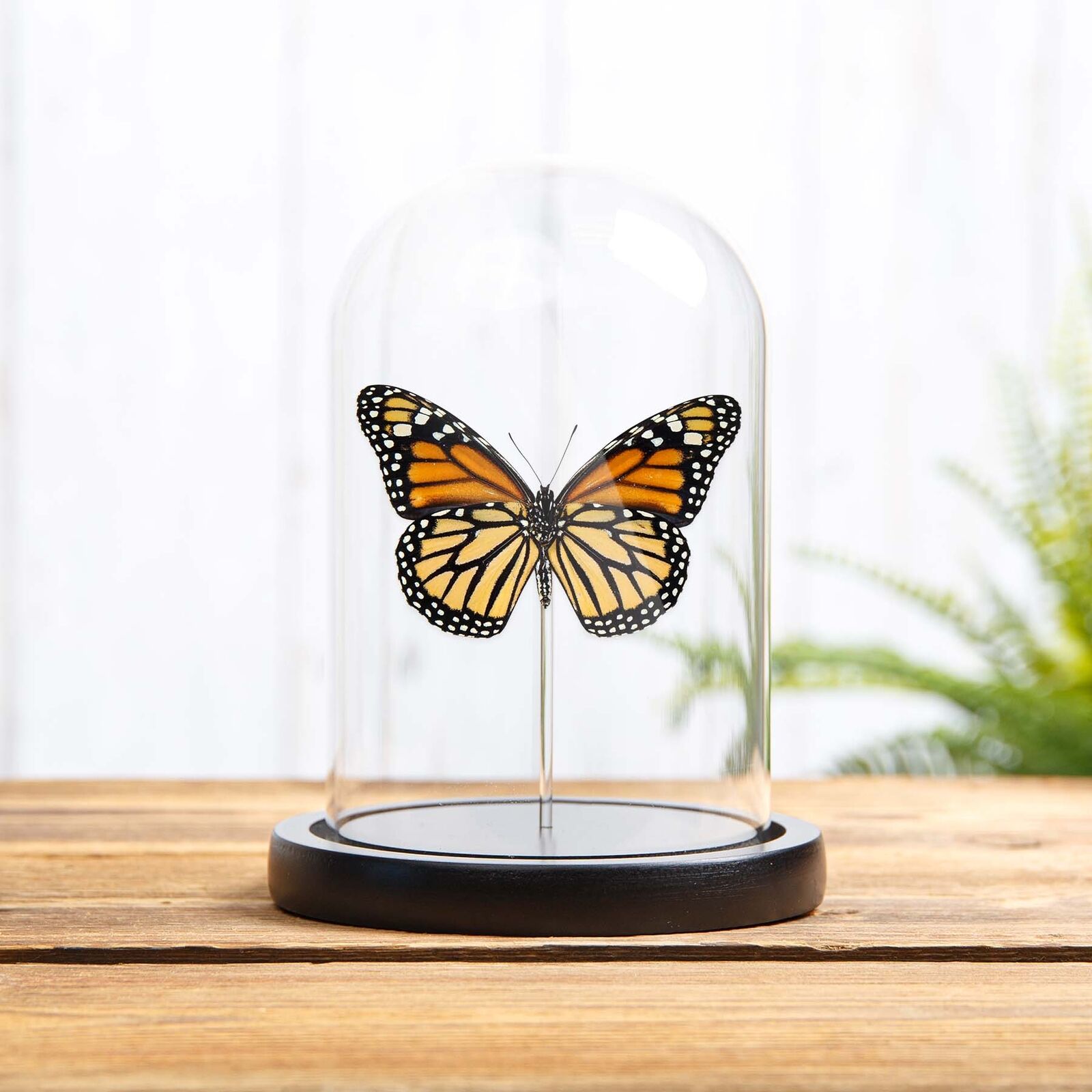 Female Monarch Butterfly Ventral Side Taxidermy in Glass Dome With Wooden Base (