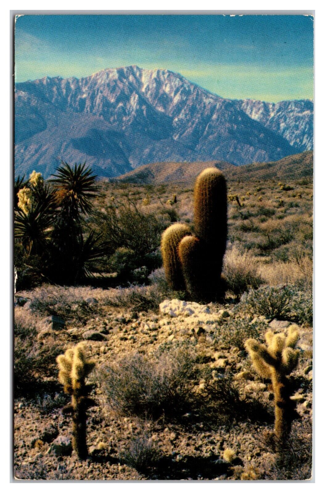 A Desert Panorama - The Cholla Cactus, The Barrel Cactus, Mojave Yucca 