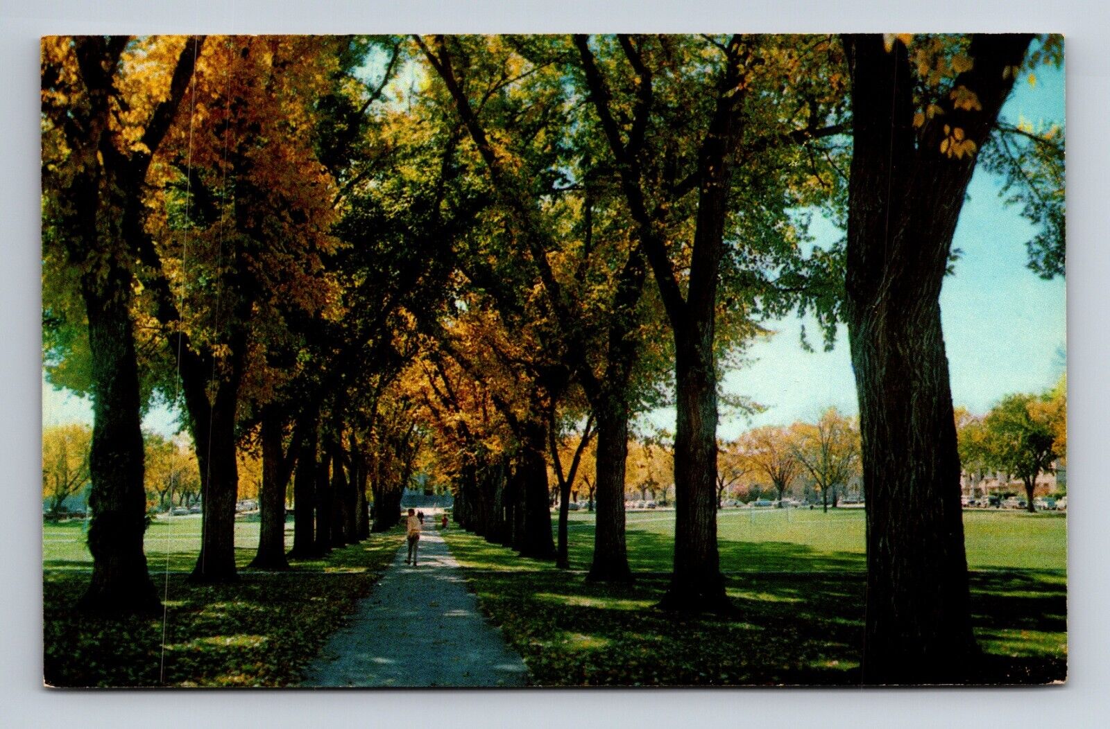 The Oval Walkway Colorado State University Fort Collins Colorado Postcard