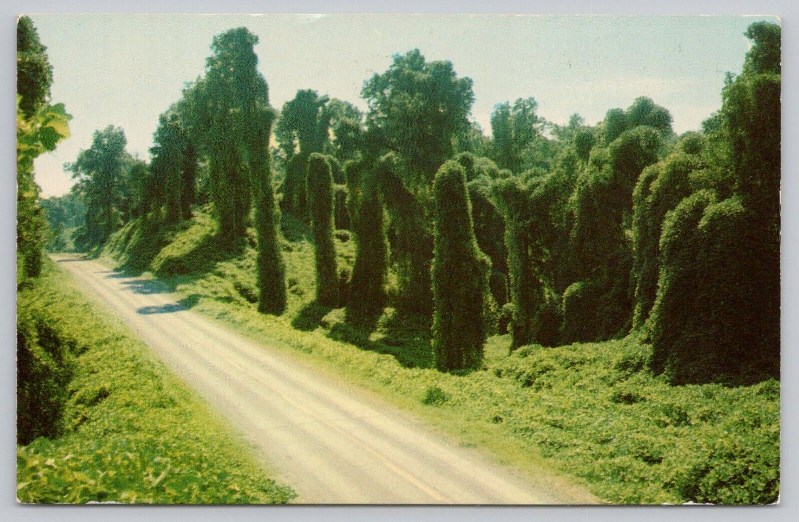 Postcard Kudzu (Oriental Legume) along the highway, Mississippi