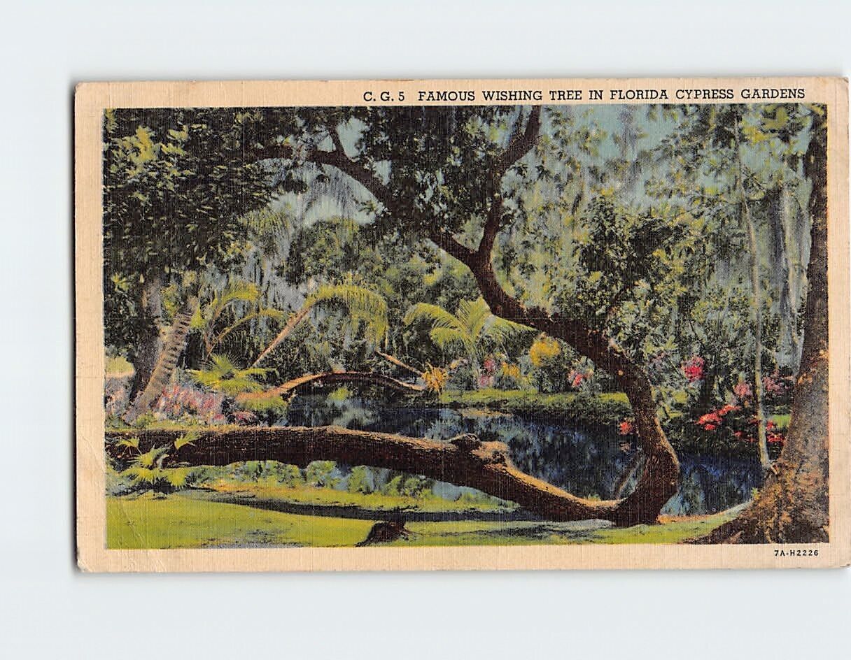 Postcard Famous Wishing Tree Cypress Gardens Florida USA