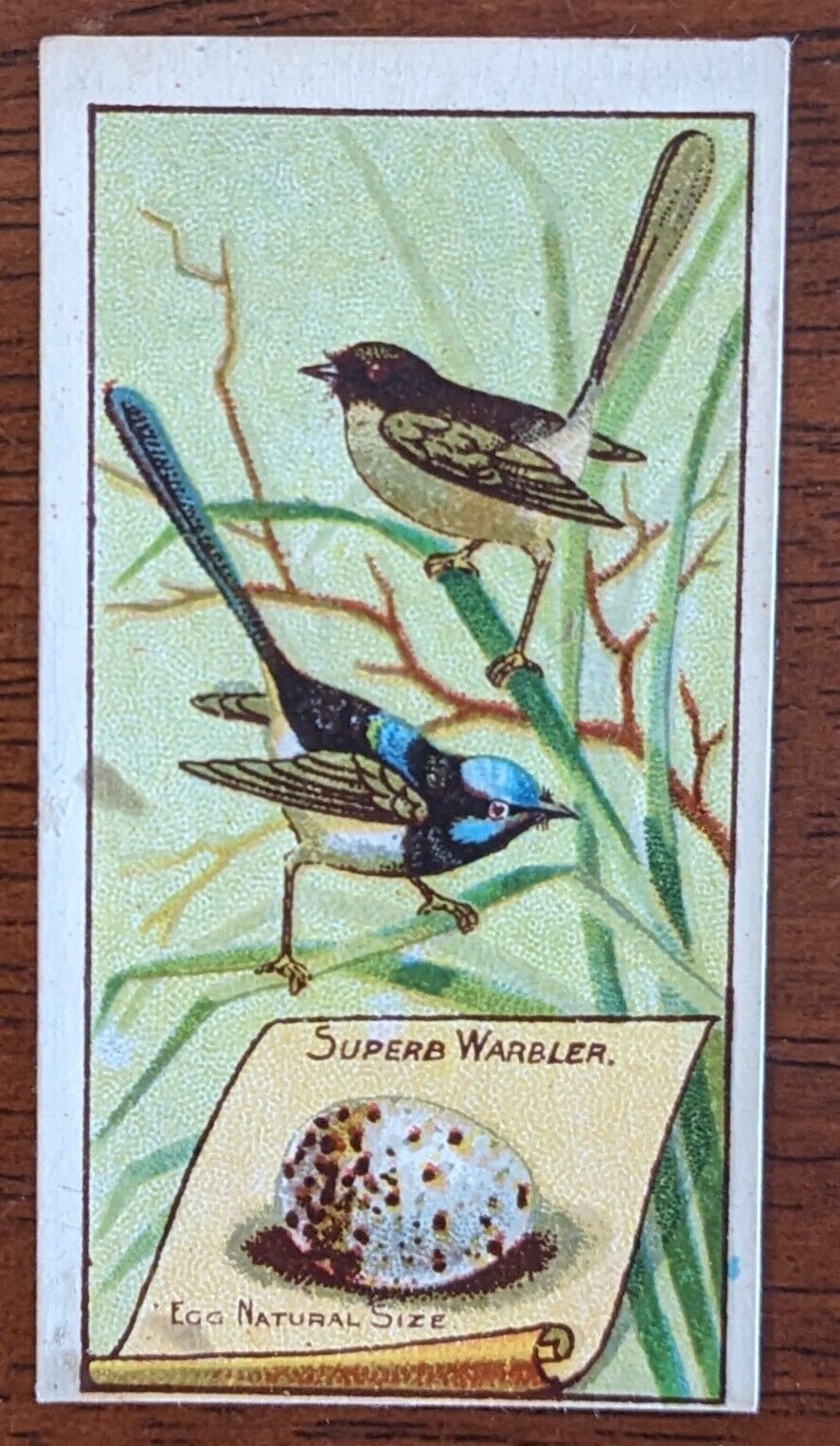 1912 Wills Vice Regal Birds of Australasia Cigarette Card - Superb Warbler.