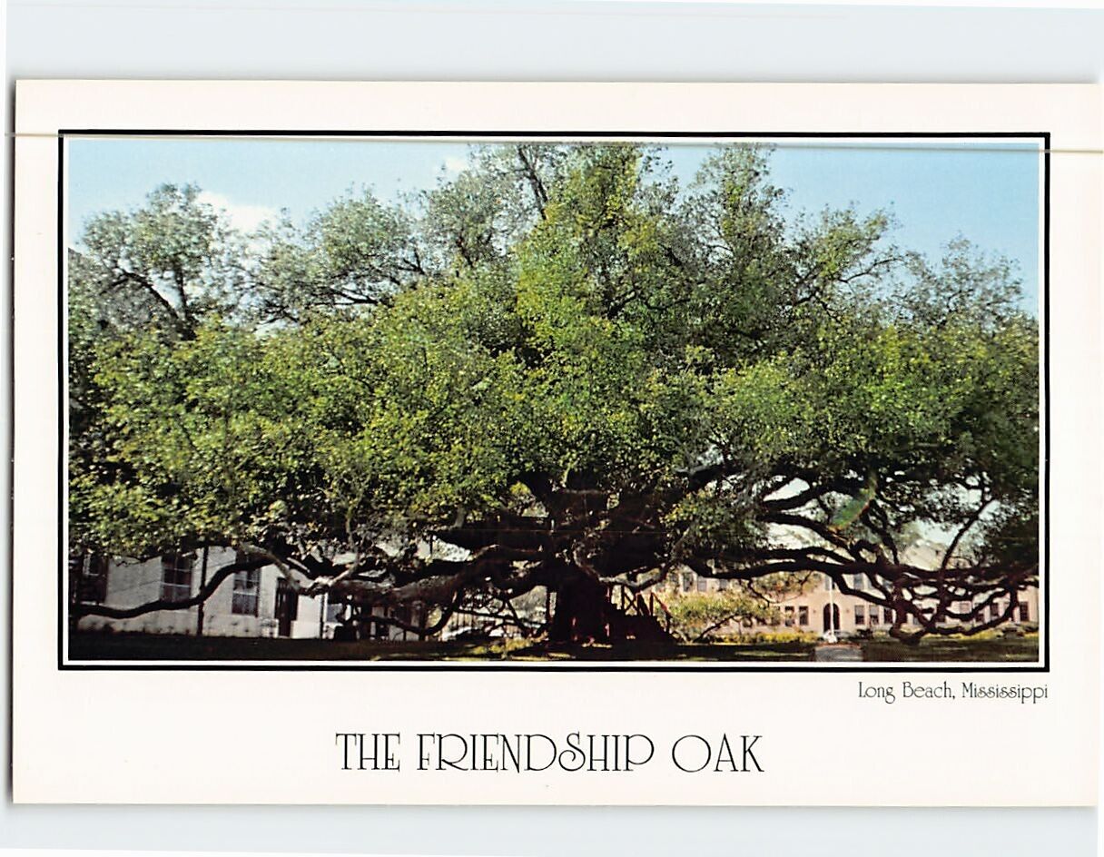 Postcard The Friendship Oak Long Beach Mississippi USA