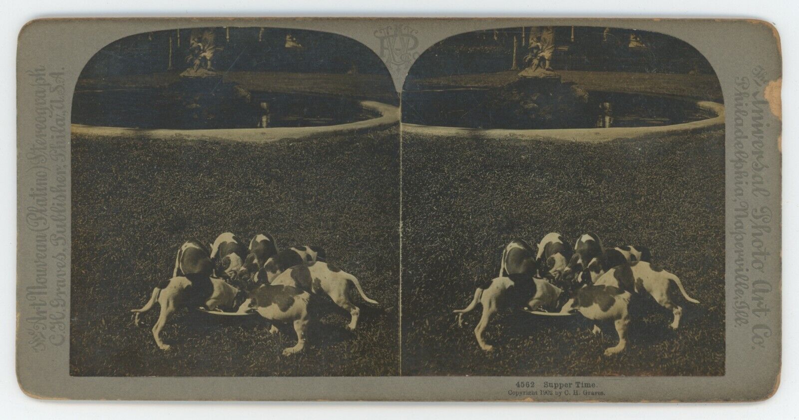 1903 Real Photo Stereoview Supper Time. Seven Adorable Puppies Eating on Lawn