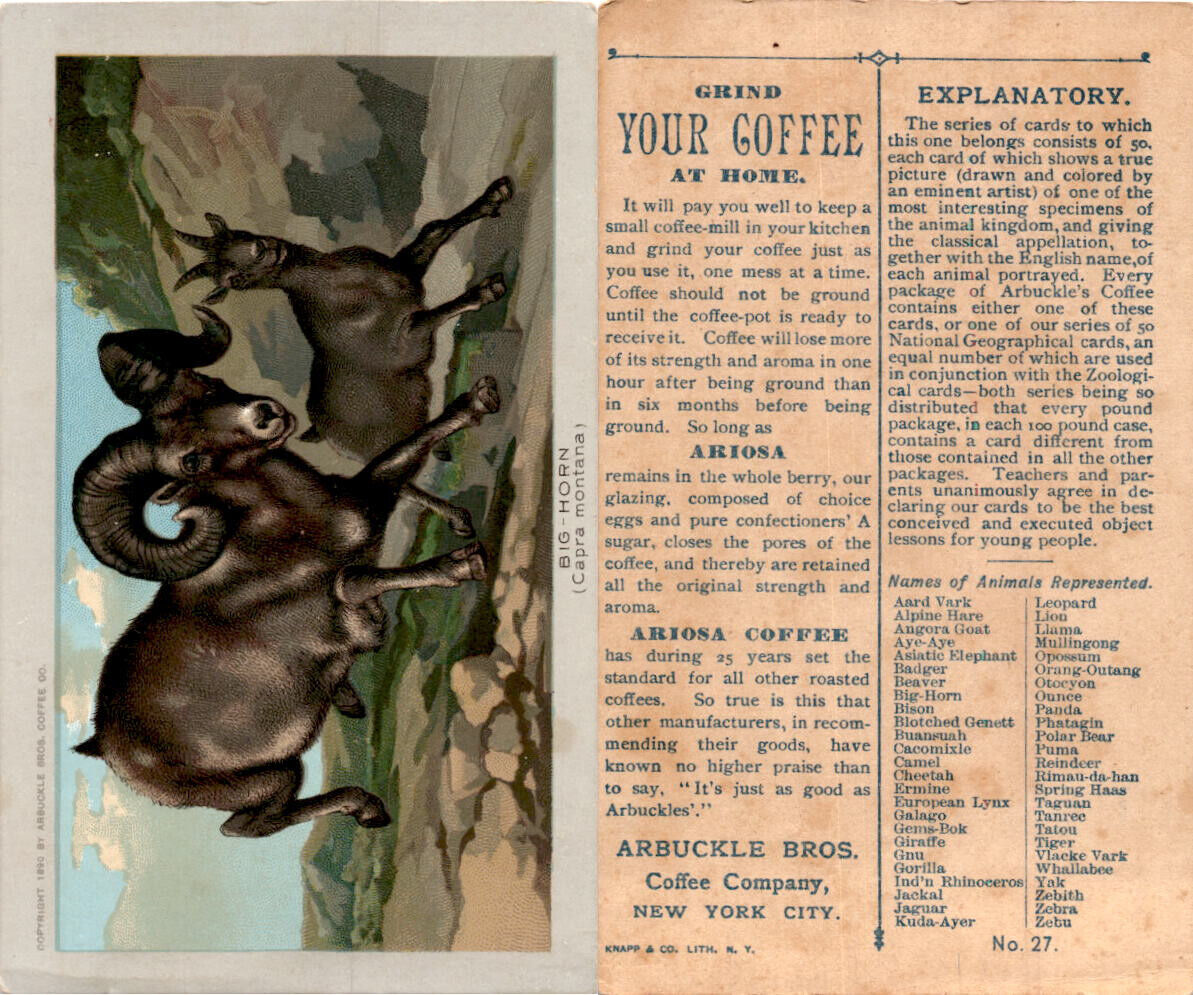 K1 Arbuckle Coffee, Animals, 1890, #27 Big Horn Sheep