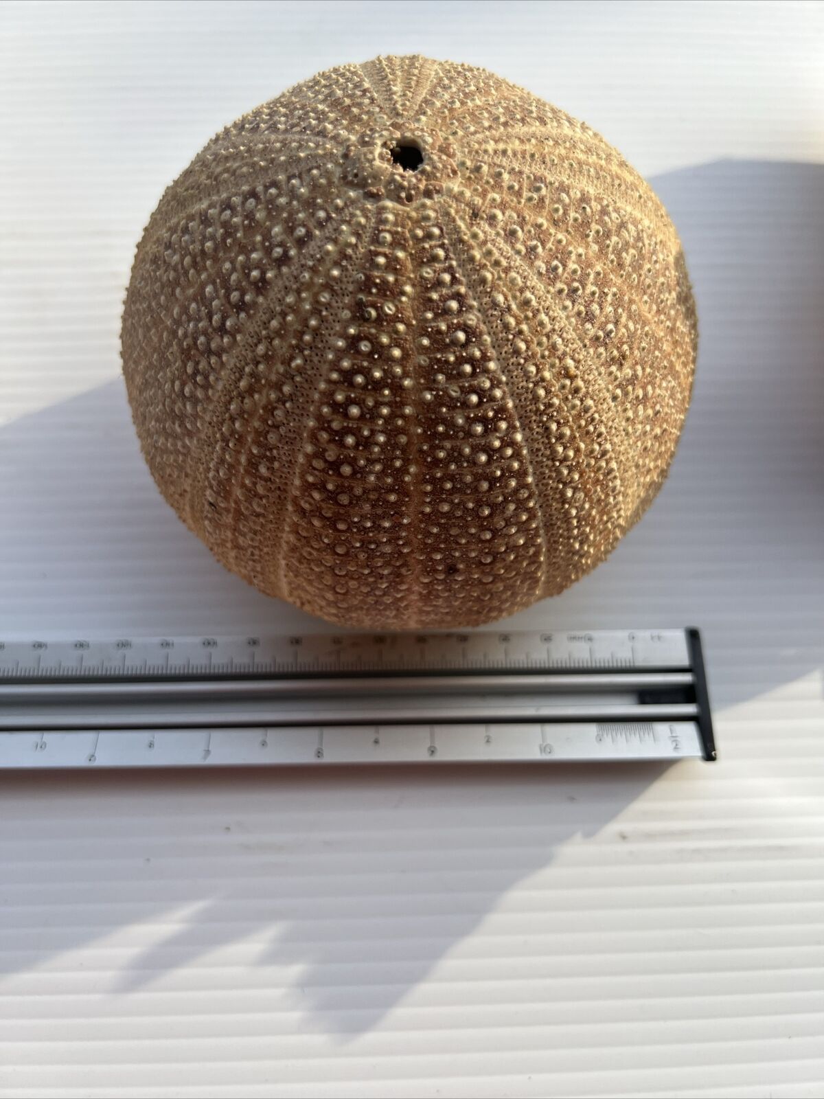Natural Vintage Sea Urchin Shell
