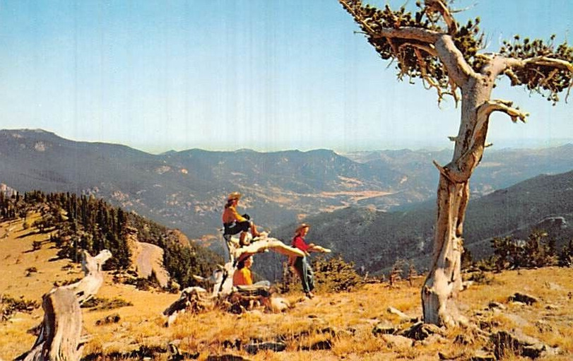 Postcard CO: Above Timberline, Mt. Evans Highway, Colorado, Vintage