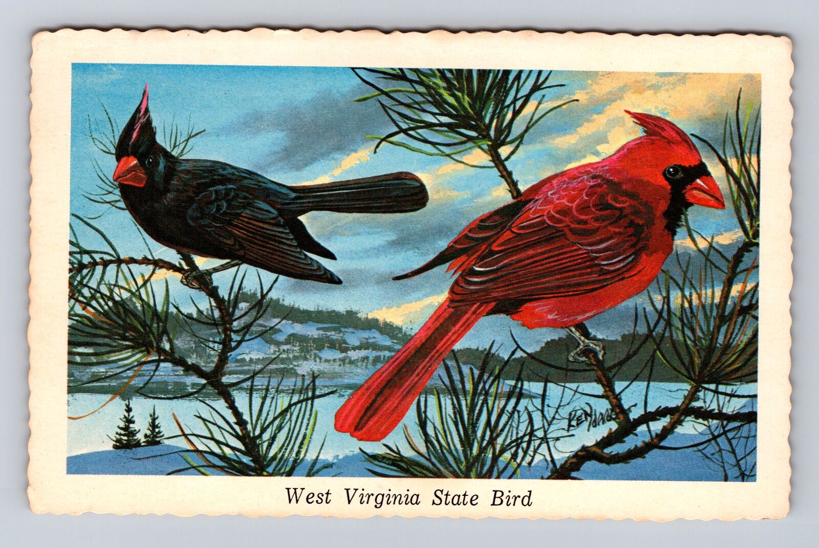 WV-West Virginia, West Virginia State Bird, Cardinal, Vintage Souvenir Postcard