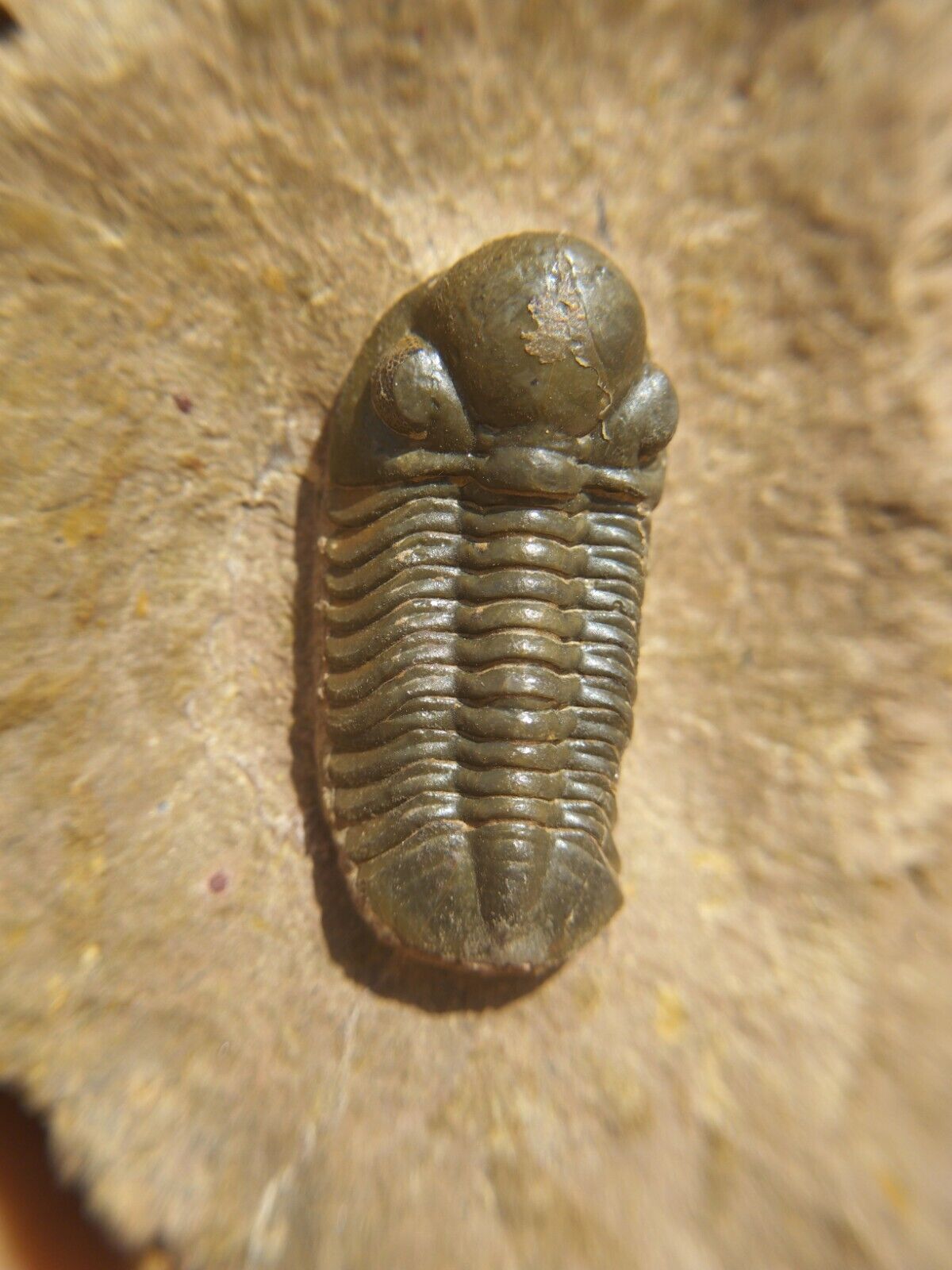 Reedops Trilobite Devonian fossil from Morocco N62