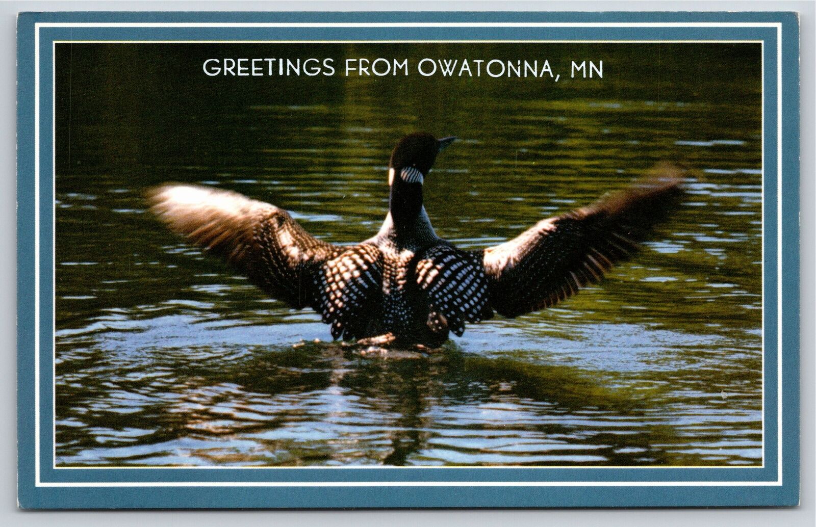 Animals~Standing Loon Landing In Lake Owatonna Minnesota~Vintage Postcard