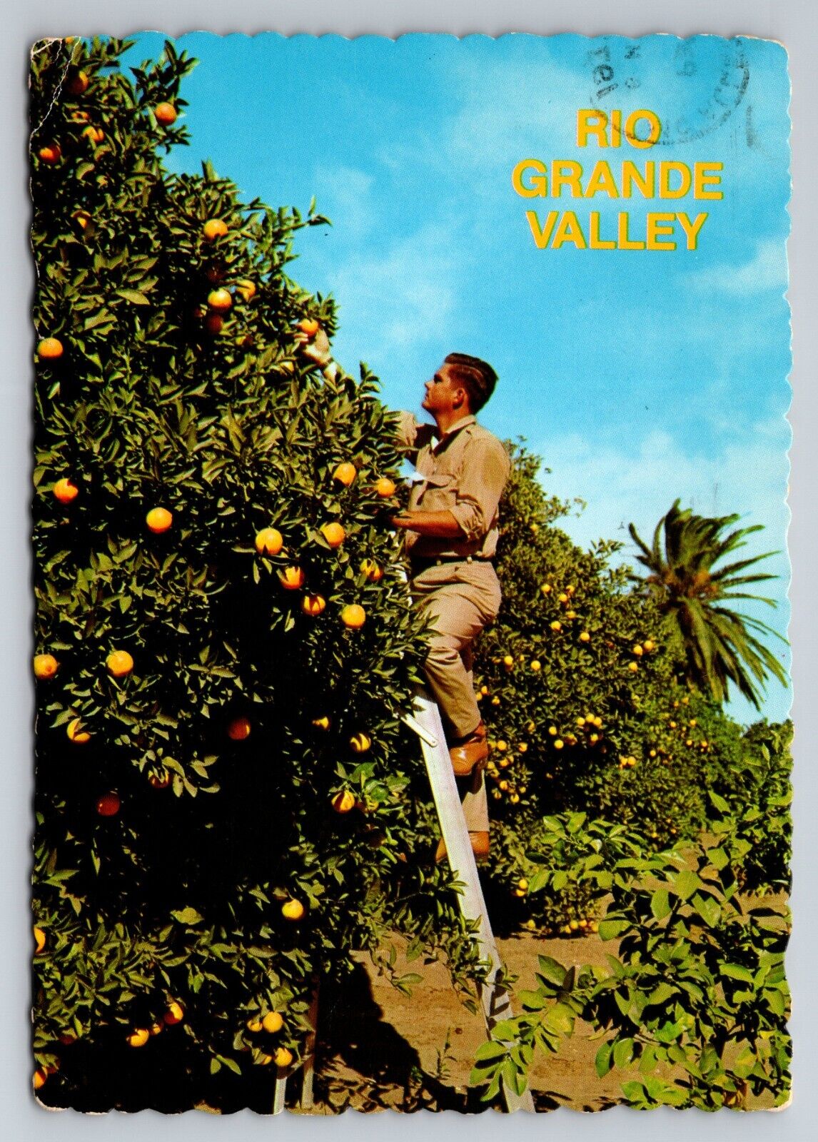 Grapefruit In Lower Rio Grande Valley Of Texas Vintage Posted 1978 McAllen TX