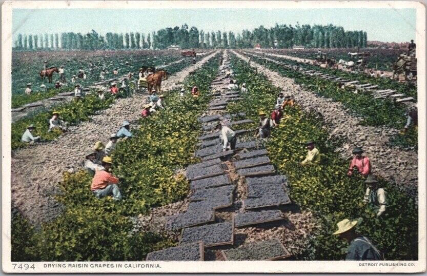 c1910s CALIFORNIA Agriculture Postcard \