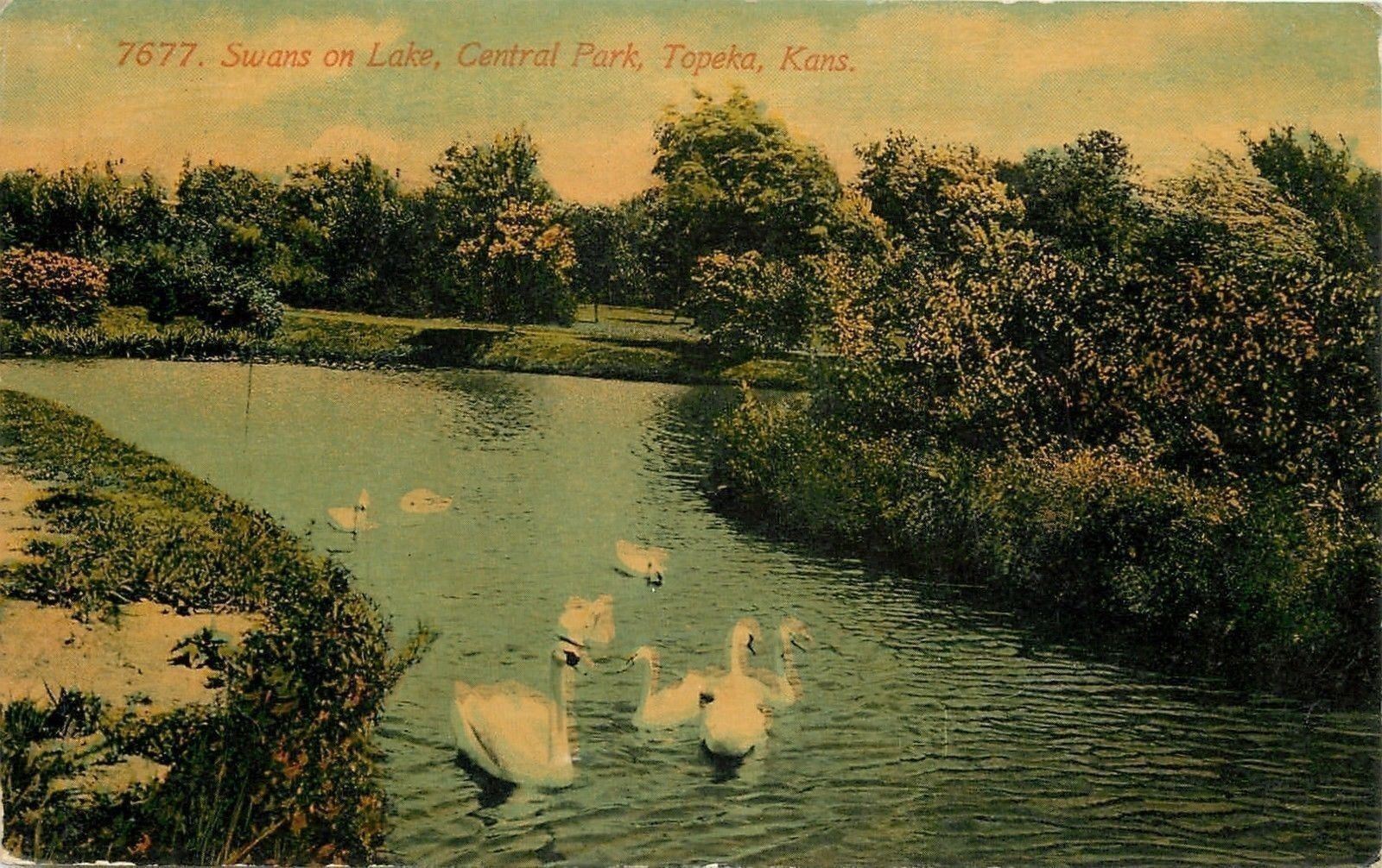 Topeka Kansas~Central Park~Swans on Lake~1910 Postcard