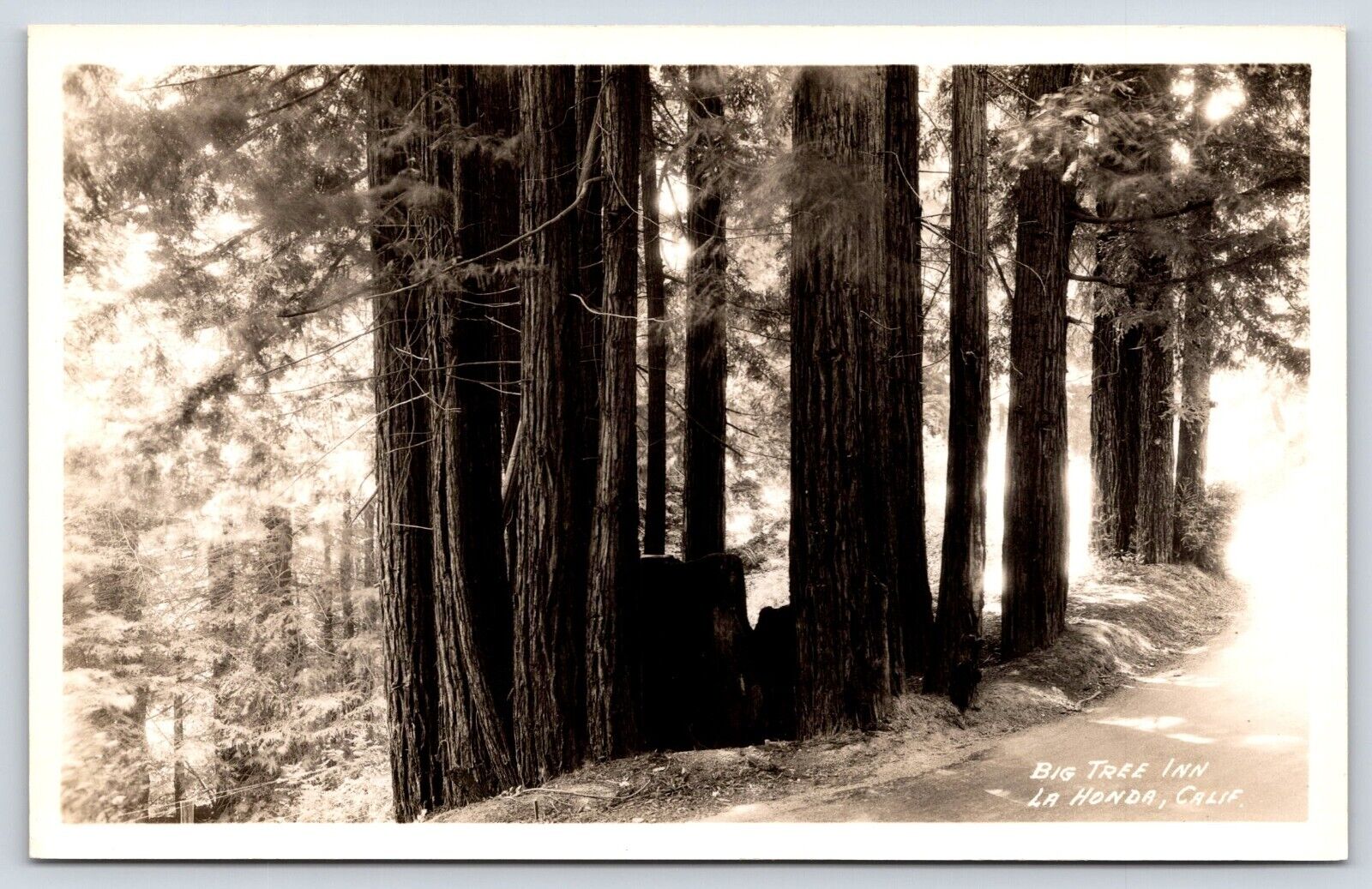 California La Honda Big Tree Inn Vintage Postcard