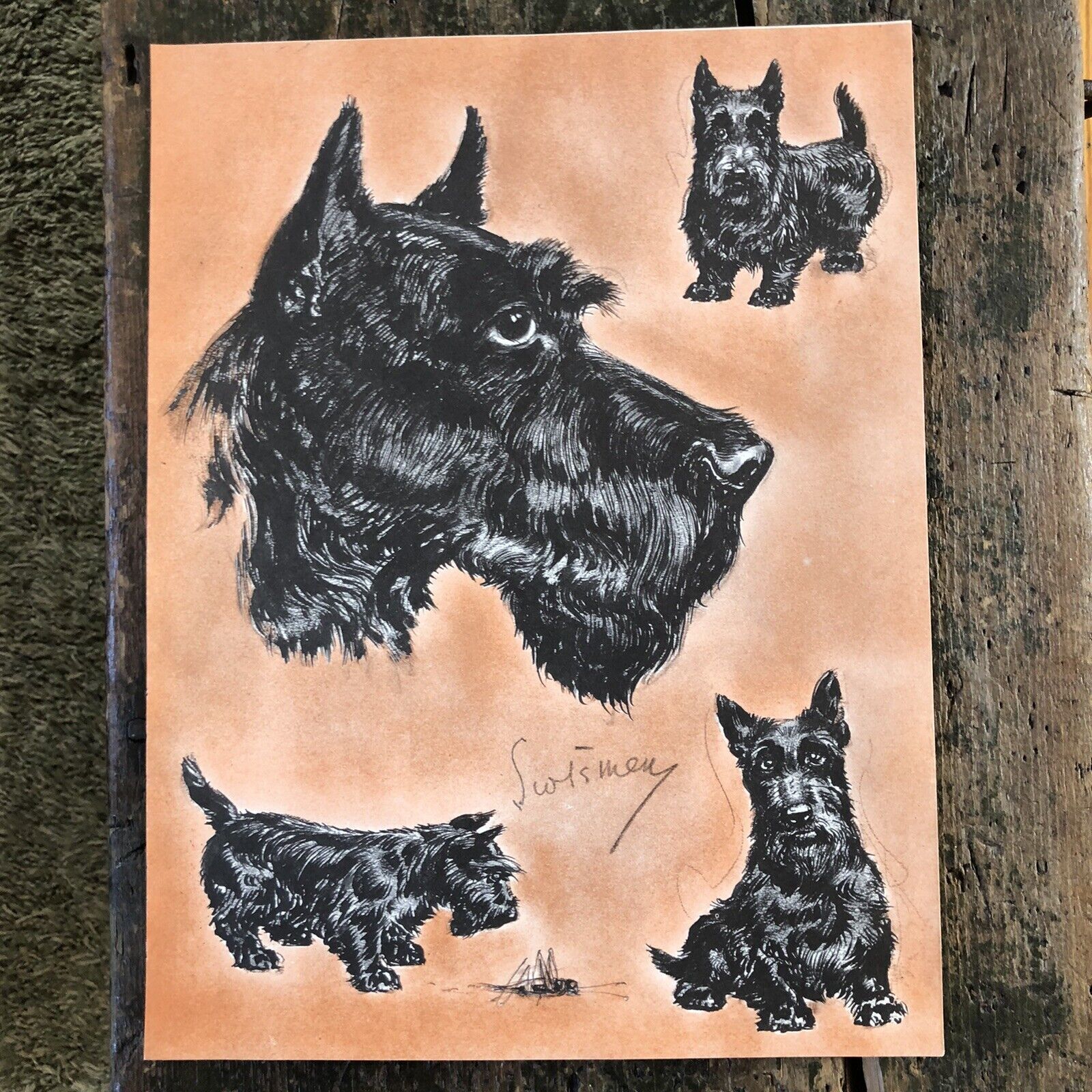 Vtg Scottish Terrier Print Black Scottie Dog Illustration Lucy Dawson Scotsmen