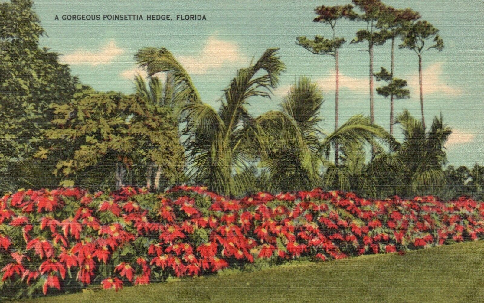 Postcard FL A Gorgeous Poinsettia Hedge Florida Linen Vintage PC e3365