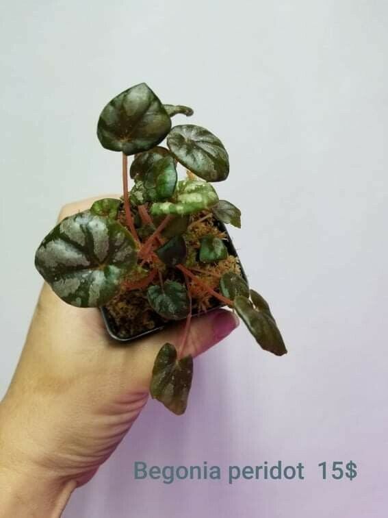 Terrarium Plant--Begonia \'Peridot\'  Mini Begonia 