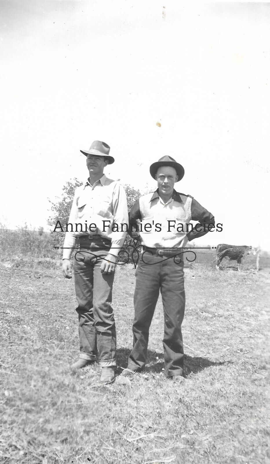 Cowboys in Field Hereford Cow 1930's-1950's Western Wear TX Vintage Found Photo