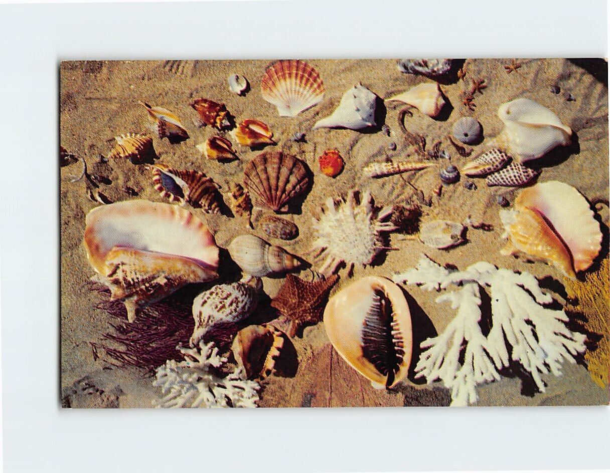 Postcard Shells from the Coasts of Florida USA North America