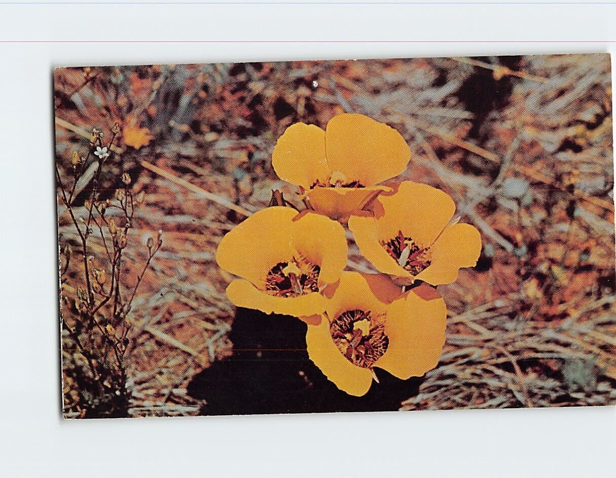 Postcard Desert Mariposa Southwest USA