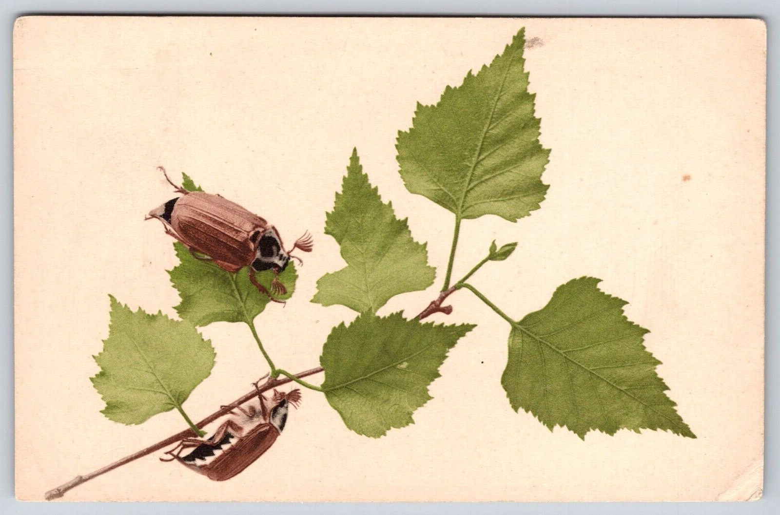 Two Beetle Bugs Insects Eating Green Leaves on Branch Postcard UNP