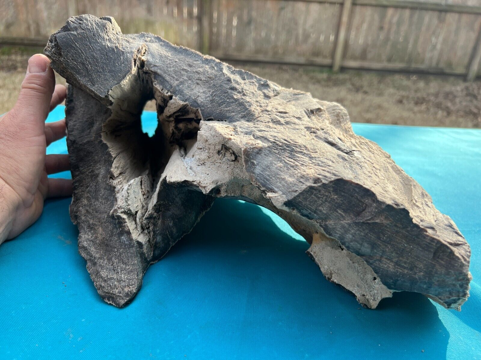 Rare Texas Live Oak Petrified Wood Large Hollow Log Detailed Knotted Tree Fossil