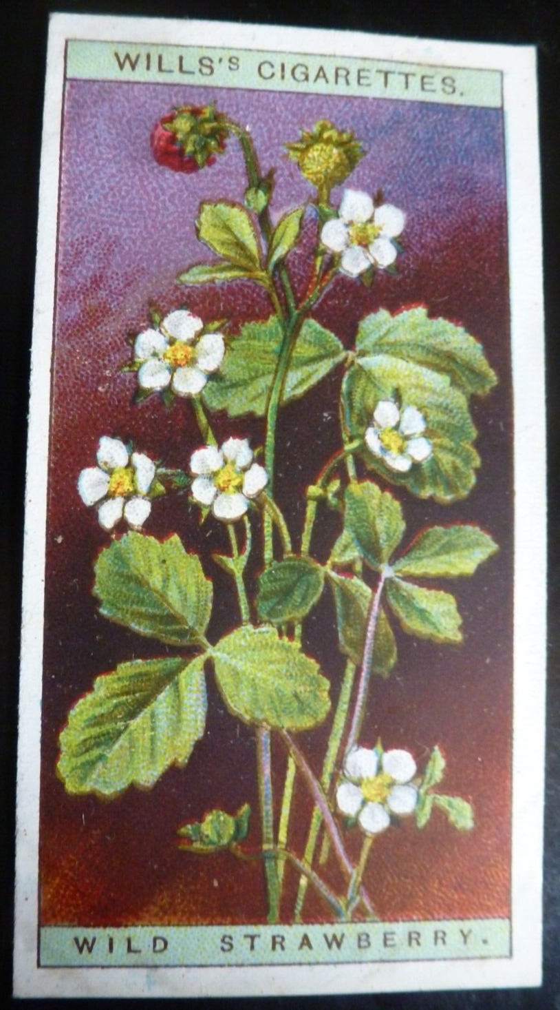 1923 W.D. & H.O. Wills Tobacco Card Wild Flowers #39 Wild Strawberry VG/EX