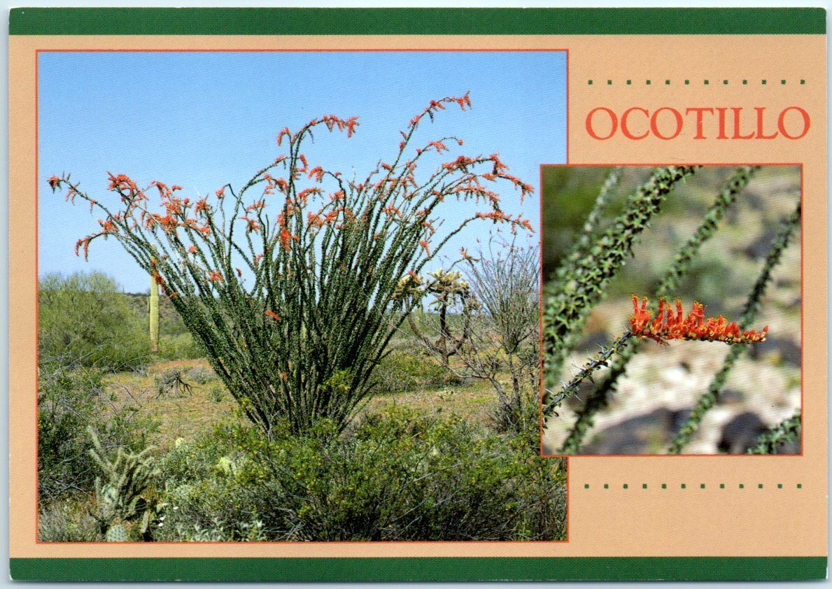 Postcard - Ocotillo