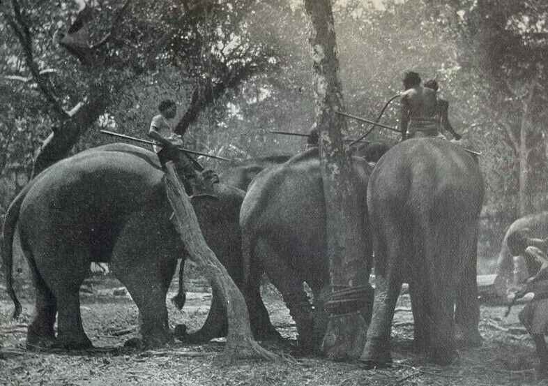 1913 Noosing Wild Elephants in Siam illustrated