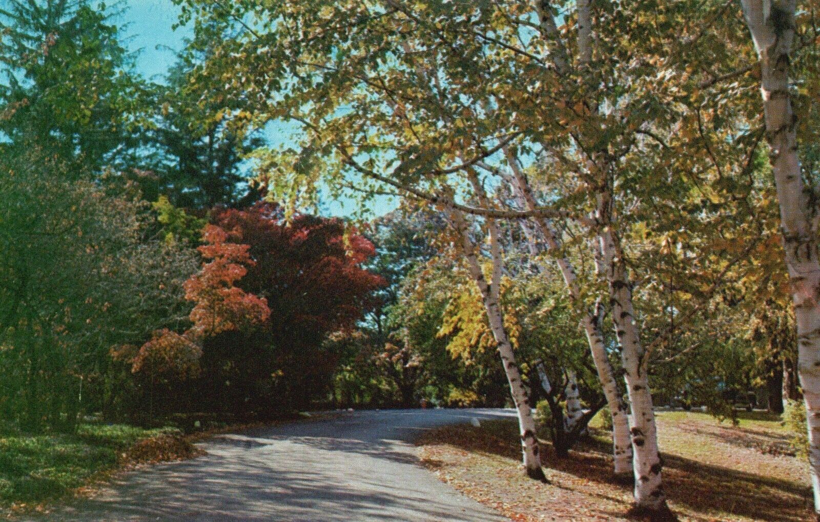 Postcard MA Taunton Greetings Gateway to Cape Cod Birch Trees Vintage PC J1892