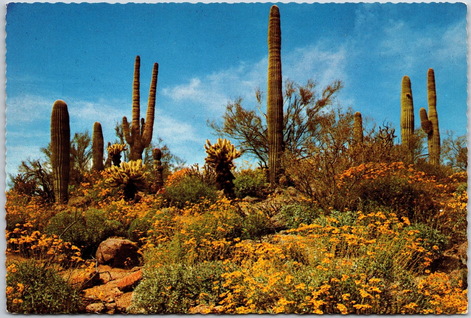 Spring Comes To The Desert Wild Flower Desert Cactus Blossoms Postcard
