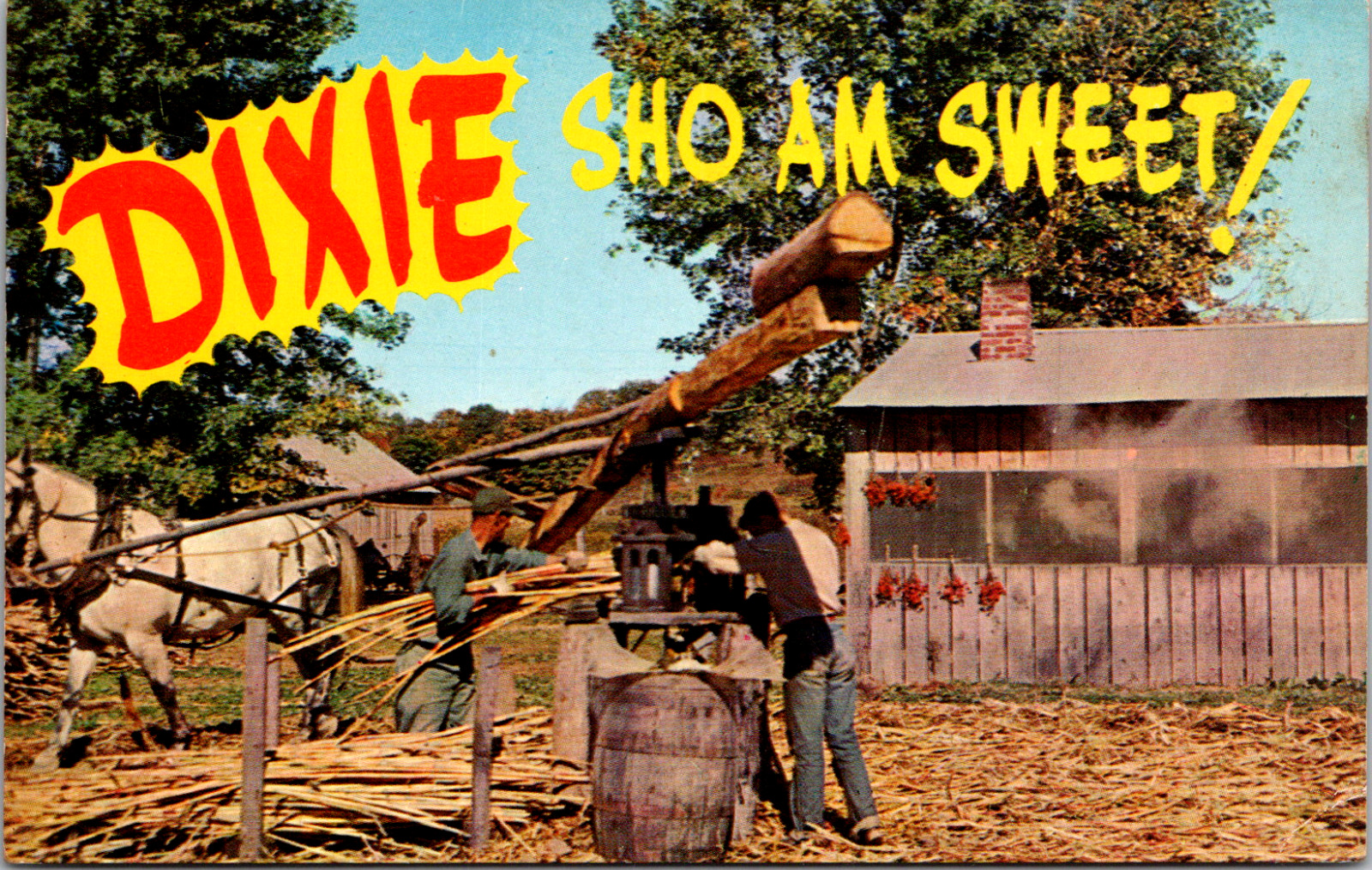 Dixie Down South Grinding Sugar Cane \