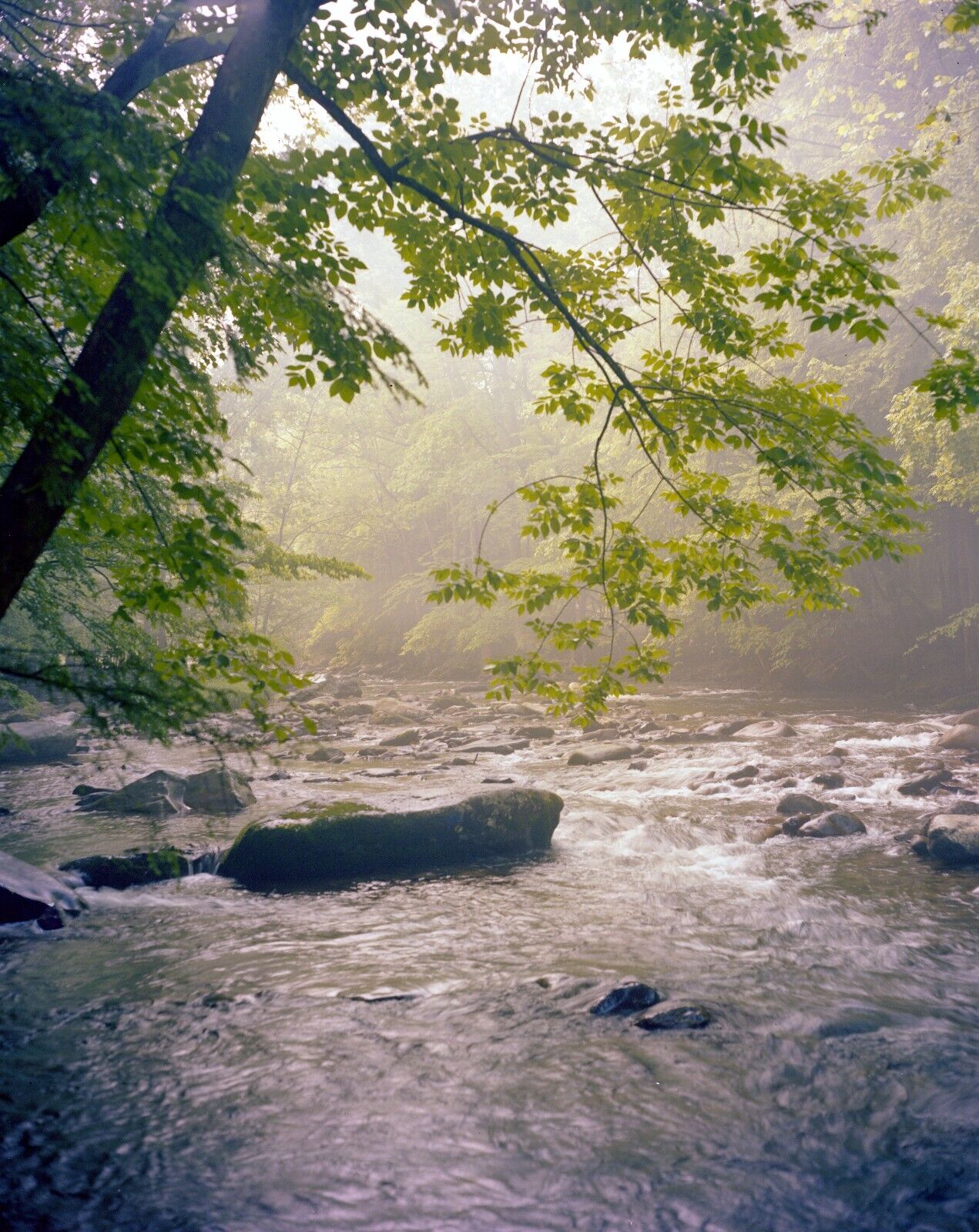 Mountain Stream Smokey Mountains Large Format 4X5 Color Negative Jerry Sims