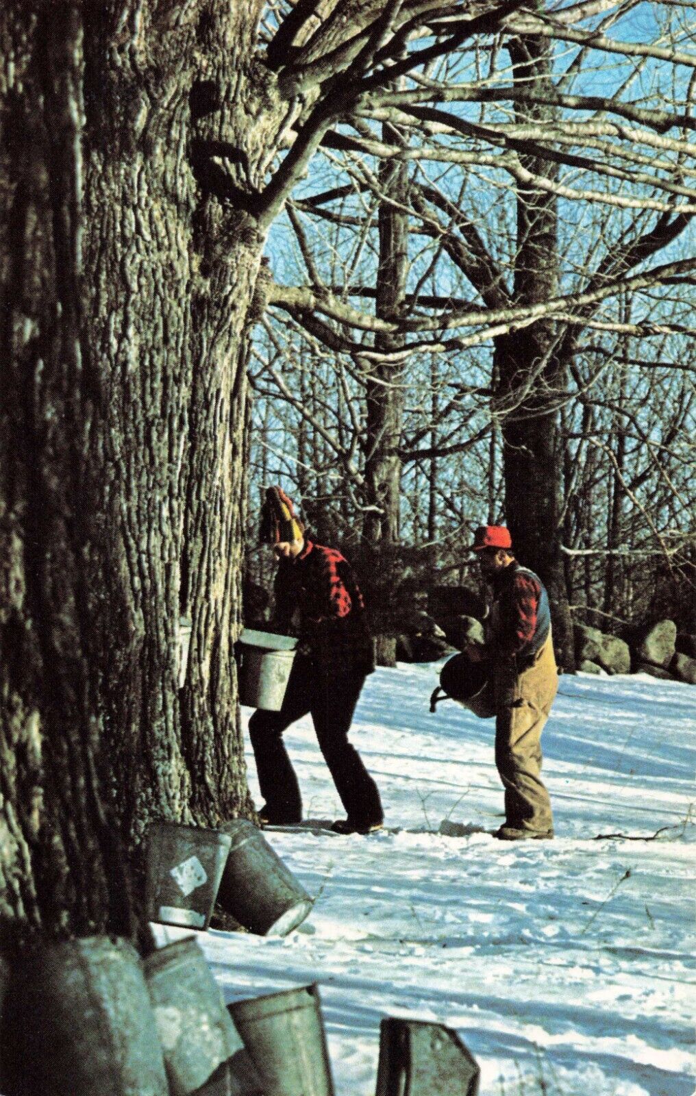 Mason NH, Tapping the Maple Trees at Parkers\' Sugar House, Vintage Postcard