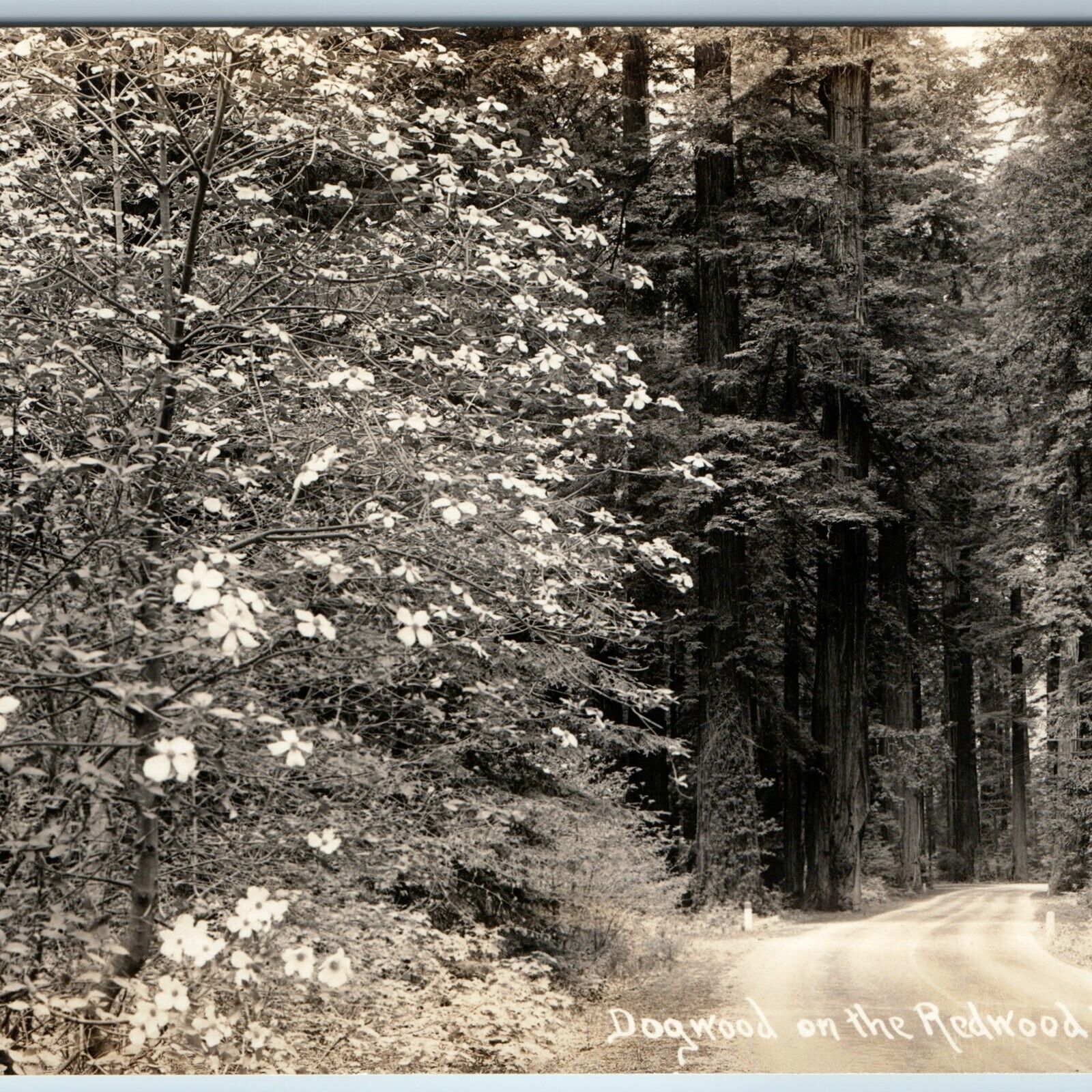 c1930s Cali. Redwood Highway RPPC Dogwood Shrubs Patterson Real Photo PC CA A199