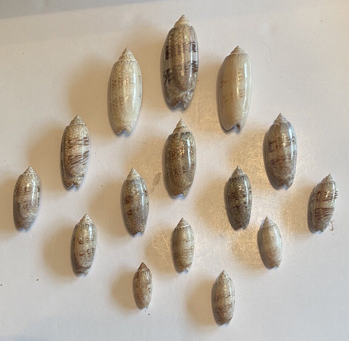 15 Beautiful Lettered Olive Shells From SW Florida
