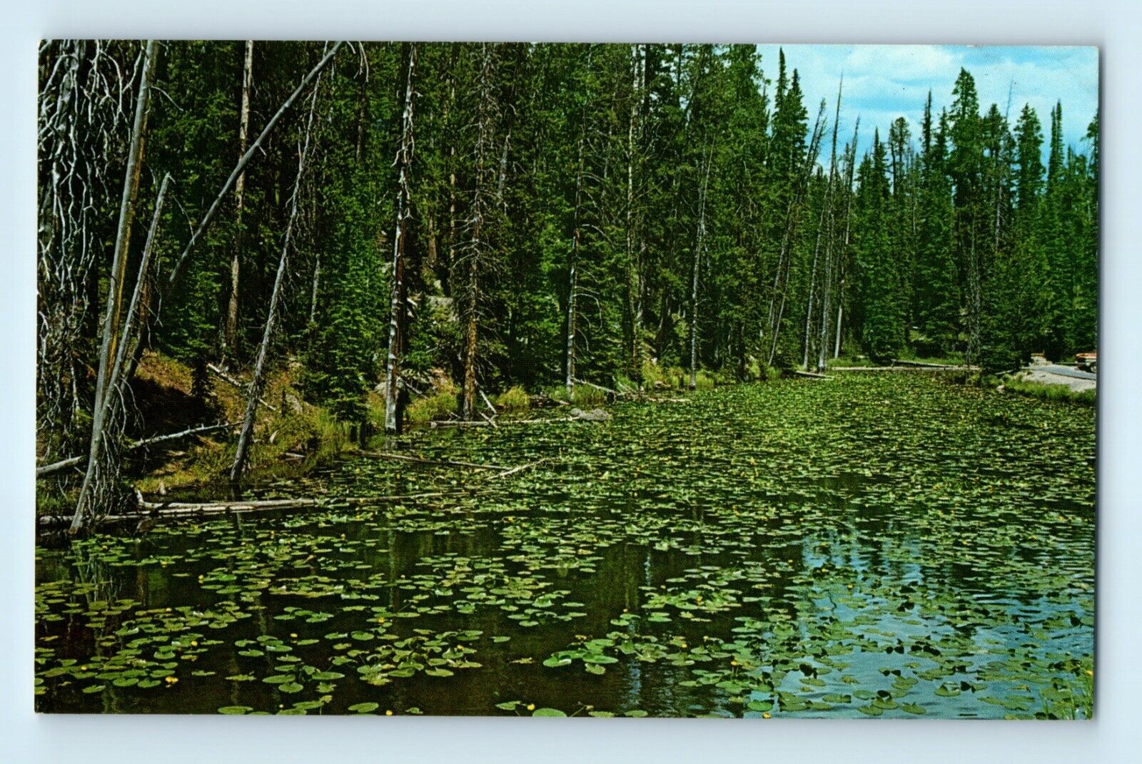 Yellowstone National Park Isa Lake Lilly Pads Pond Craig Pass Haynes Postcard C6