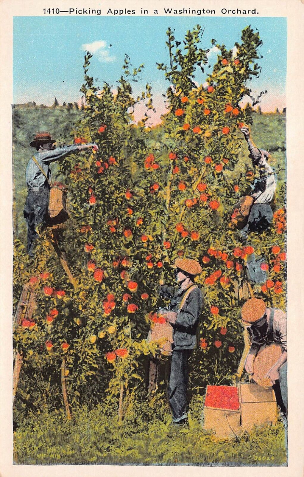 Spokane WA Washington Apple Orchard Farm Picking Vtg Postcard C64