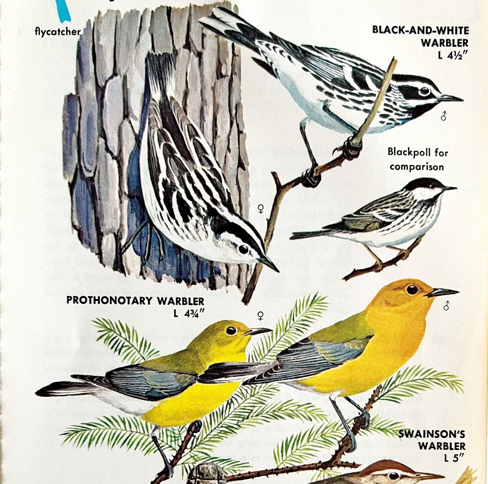Warbler Varieties And Types 1966 Color Bird Art Print Nature #1 ADBN1o