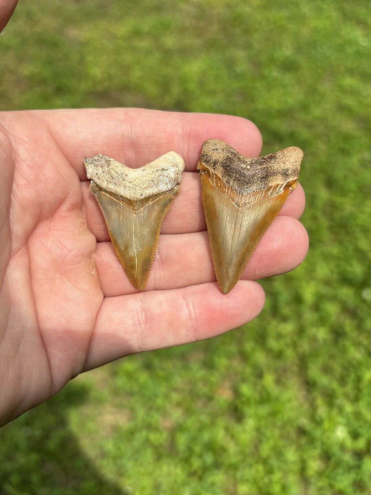 Set Of Two Angustidens Shark Teeth. Pre-Megalodon Era.