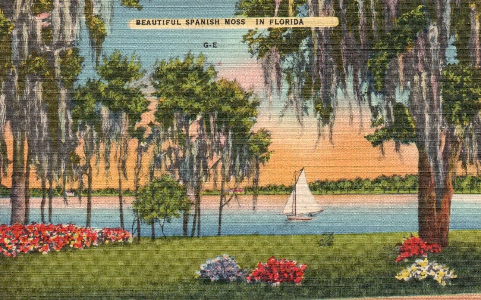 Postcard FL Beautiful Spanish Moss in Florida 1938 Linen Vintage PC J4485