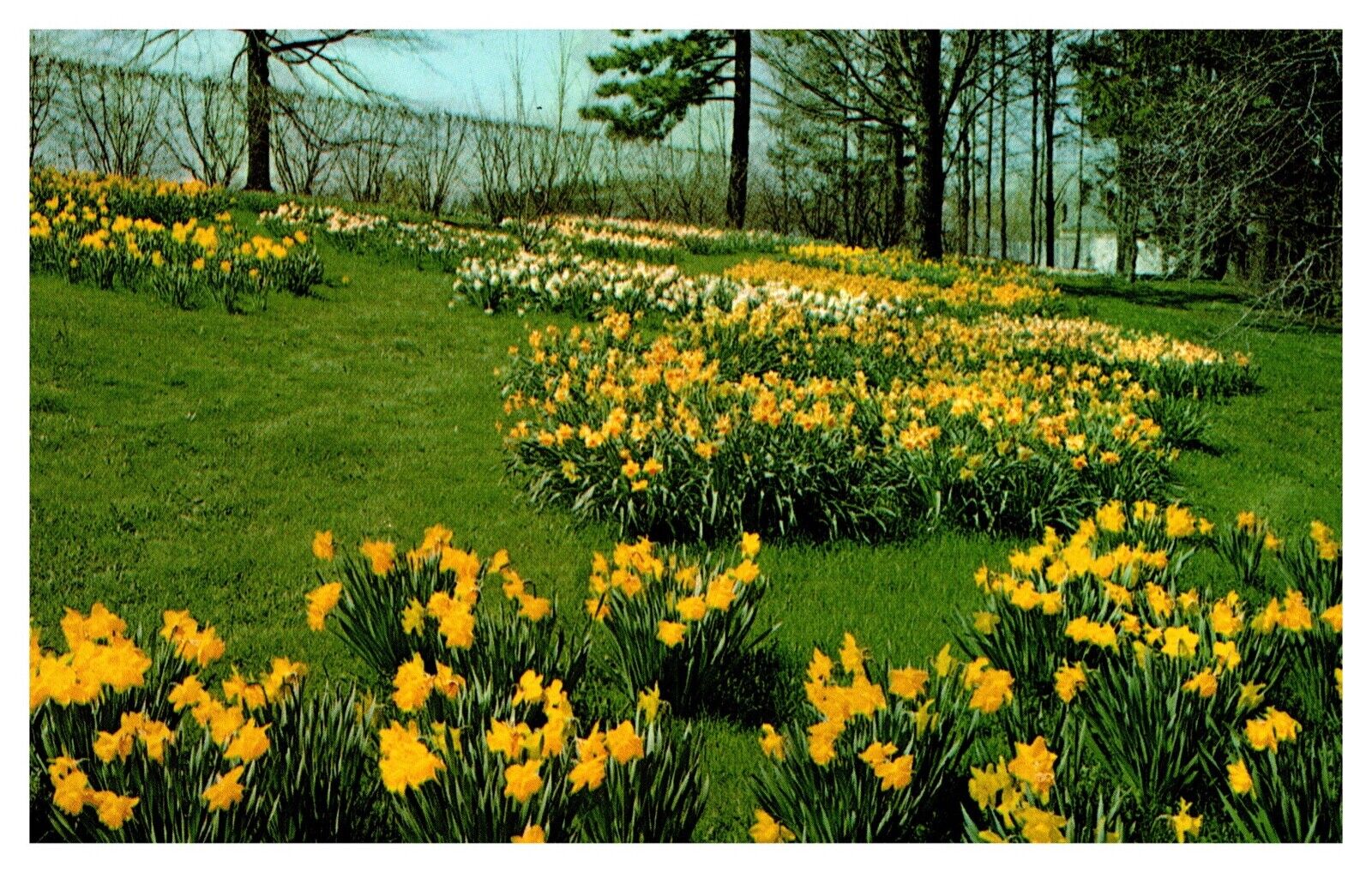 Mansfield OH Ohio Kingwood Center Daffodils Chrome Postcard