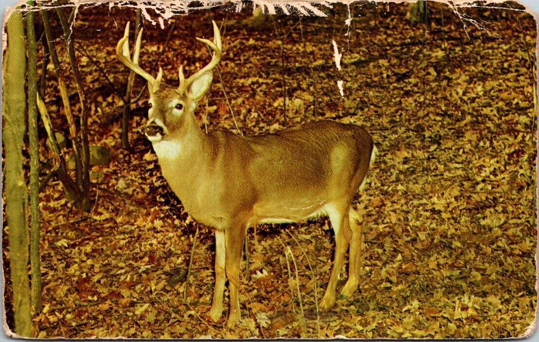 postcard eight-point buck common in Pennsylvania. 2656