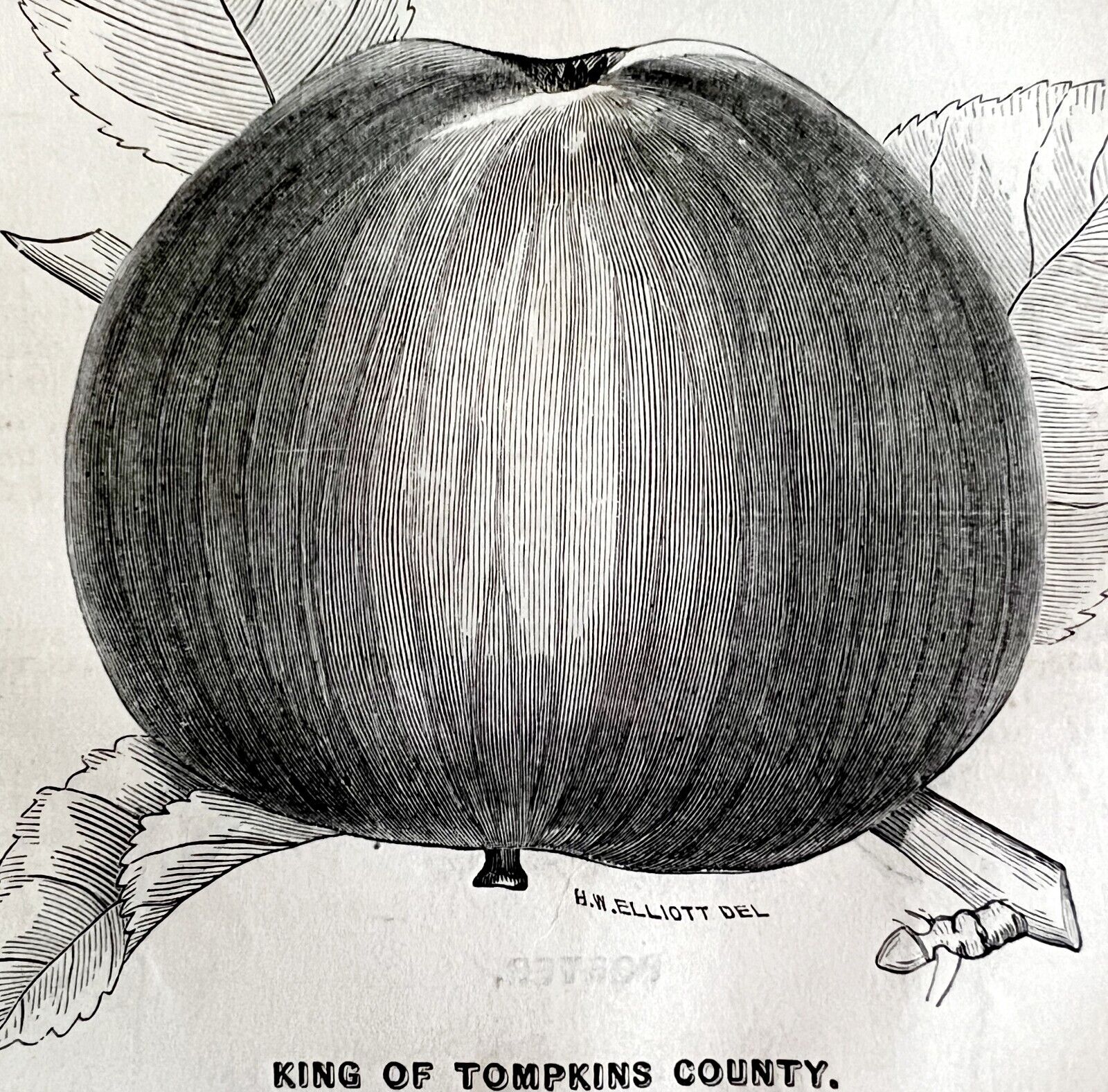 King Of Tompkins County Apple 1863 Victorian Agriculture Steel Plate Art DWZ4A
