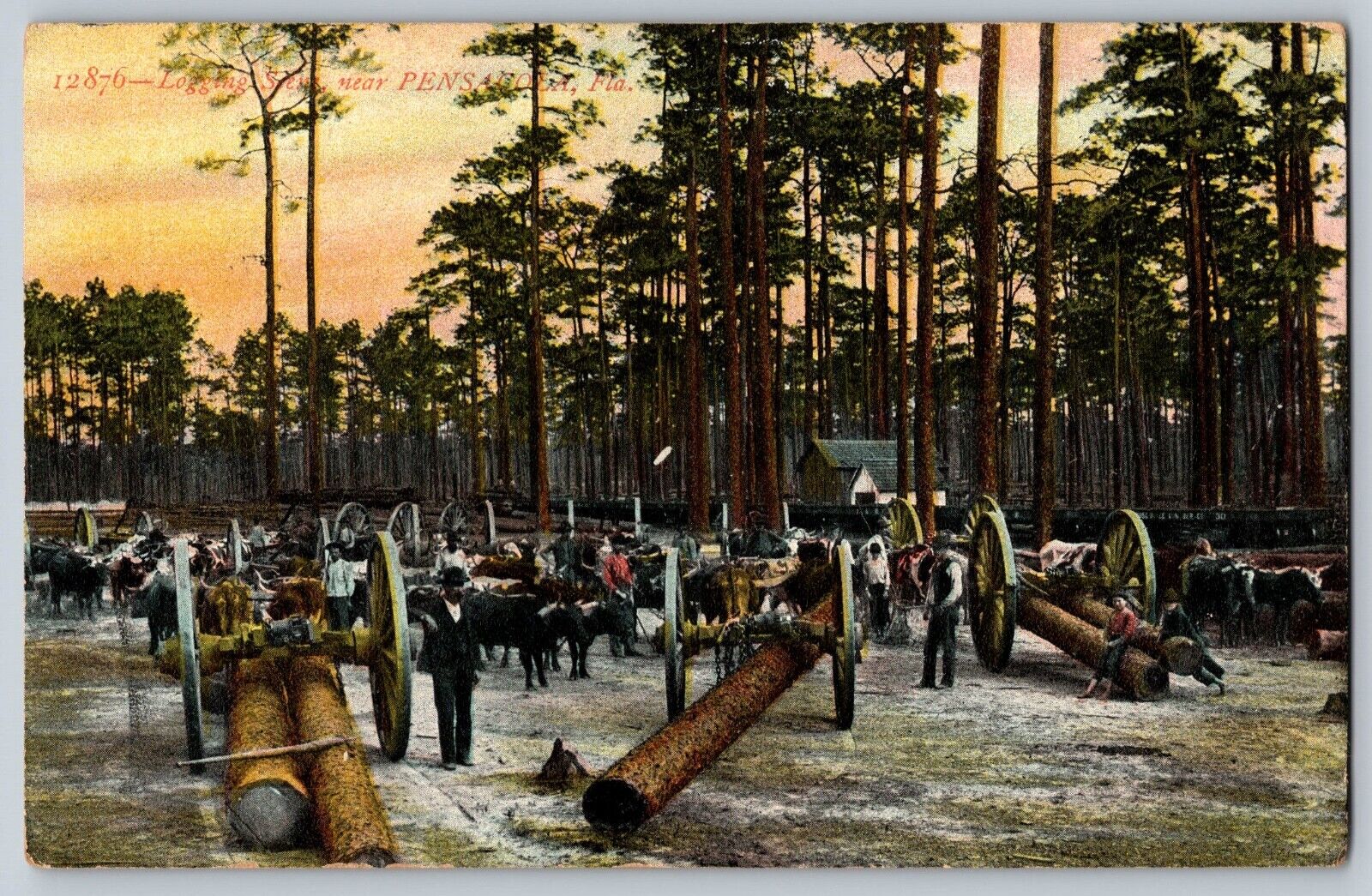 Logging scene near Pensacola, FL; highwheelers used for hauling logs, oxen