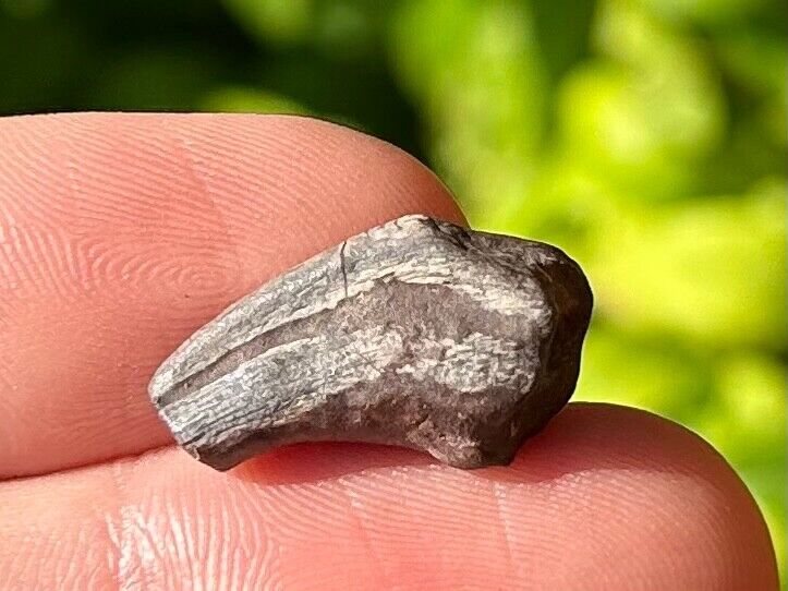 RARE Theropod Dinosaur Claw Fossil from Niger Dino Bones Kryptops Eocarcharia