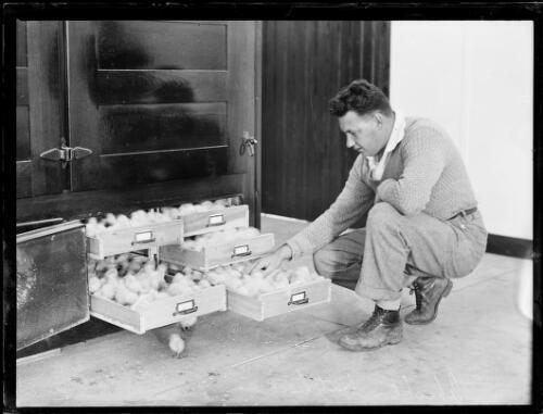 Man examining five drawers full of chicks at a chicken hatchery, N- Old Photo