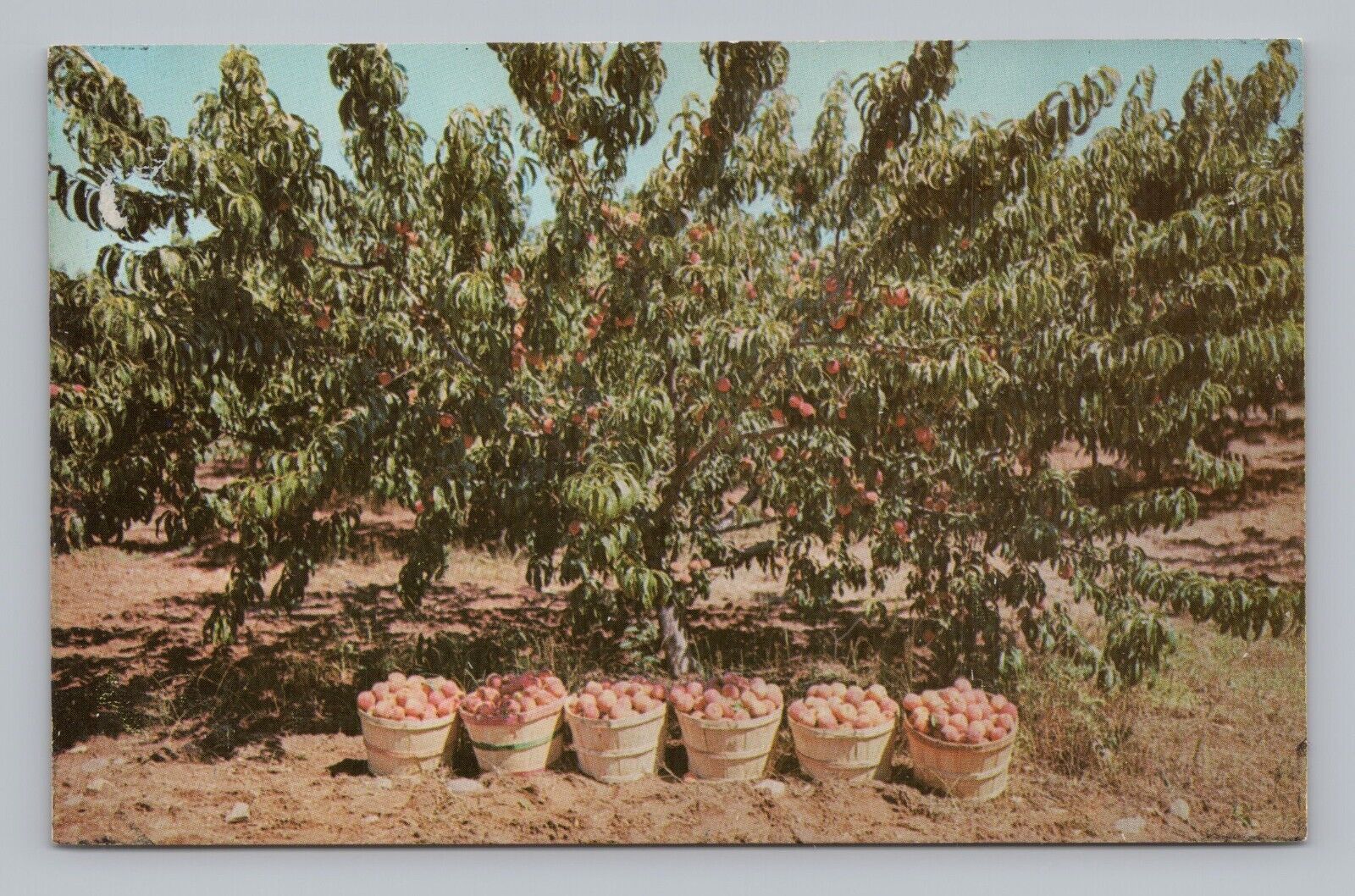 Postcard Peach Tree Greetings from Georgia A Peach of a State